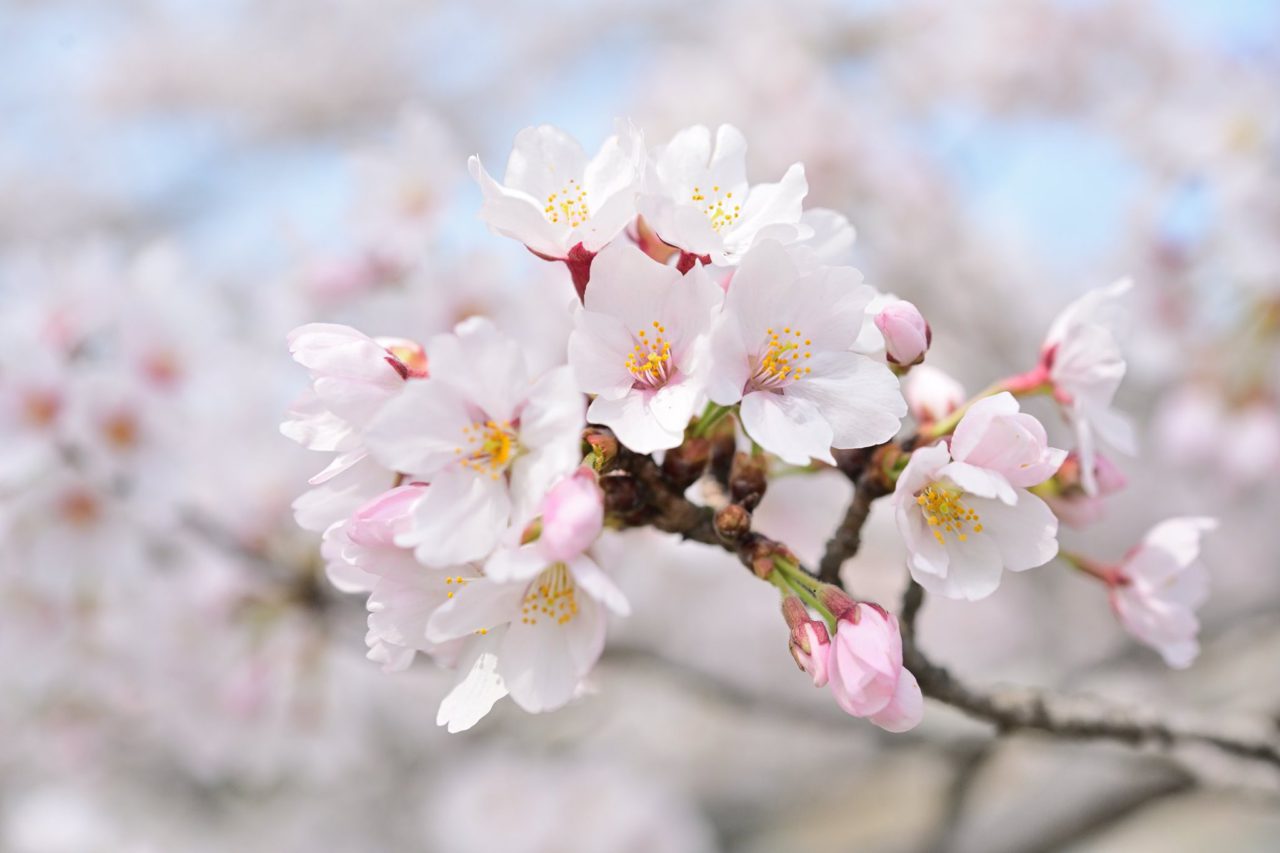 2021年はライトアップ中止】瑞浪市の桜並木・夜桜のお花見スポット｜約 